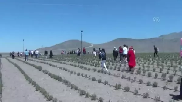 Karapınar'da Göktepe, Acıgöl, Lavanta Bahçesi Uçuş Festivali düzenlendi