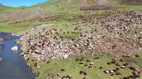 Iğdır'dan Ağrı yaylalarına göçerlerin yolculuğu başladı