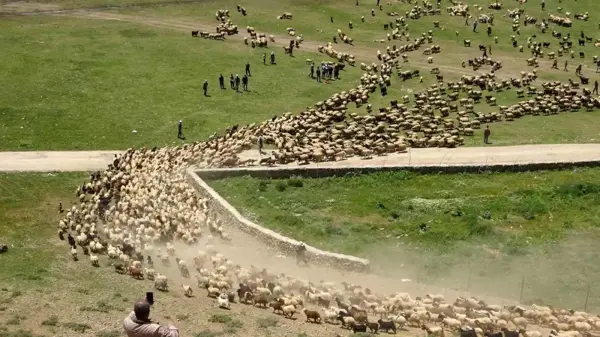 Anneleriyle buluşan kuzuların zorlu yayla yolculuğu başladı