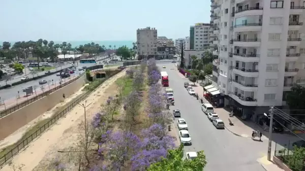 Mezitli'de Jakaranda Korulukları Ormana Dönüştü