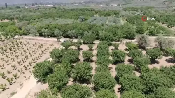 Meşhur İznik papaz eriği hasadı haftaya başlıyor