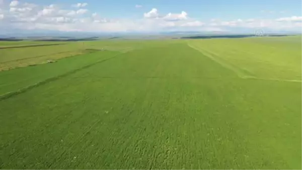 DİYARBAKIR - Kırmızı mercimekte rekoltenin 100 bin tonu aşması bekleniyor