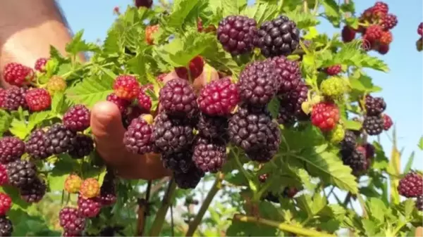 Erkenci böğürtlen hasadına başlandı