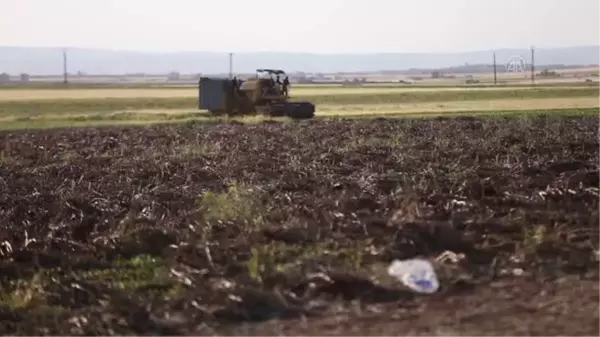 Suriye'de firik üretimi, yerinden edilmiş sivillere geçim kaynağı oluyor