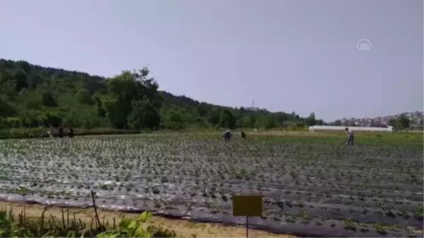 ZONGULDAK - Alaplı'da müşteriler satın alacakları çilekleri kendileri topluyor