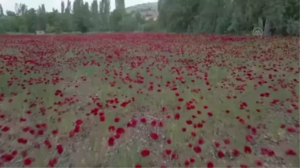 Tarlalarda açan gelincikler fotoğraflar için fon oldu