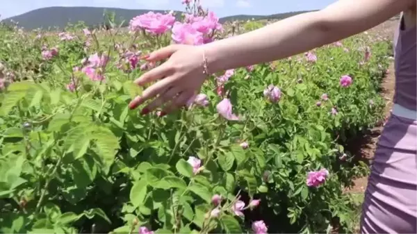 Isparta'da kış aylarının yağışlı geçmesi gül rekoltesinde beklentiyi artırdı