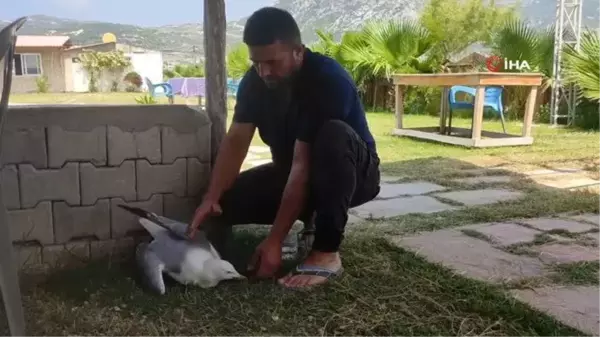 Hatay'da yaralı gümüş martıya vatandaş şefkati