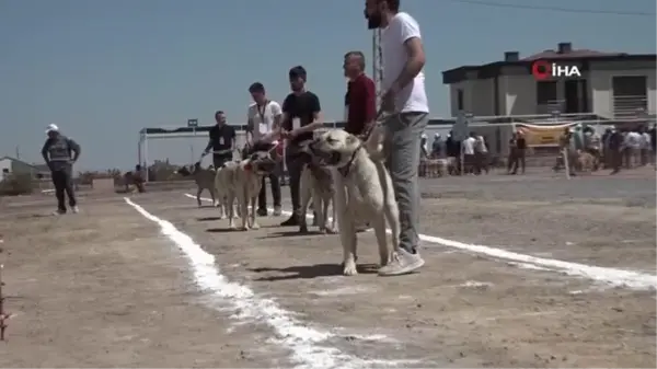 Kayseri'de 'Anadolu Çoban Köpekleri Güzellik Yarışması' düzenledi