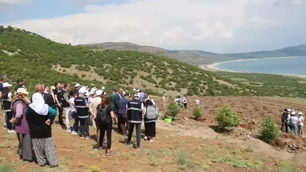 Salda Gölü Üzerindeki Araziye 300 Adet Köknar ve Ardıç Fidanı Dikildi