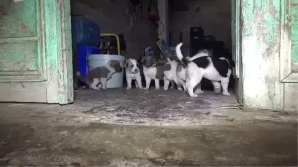 Sahipsiz köpek ve yeni doğan 11 yavrusuna vatandaş sahip çıktı