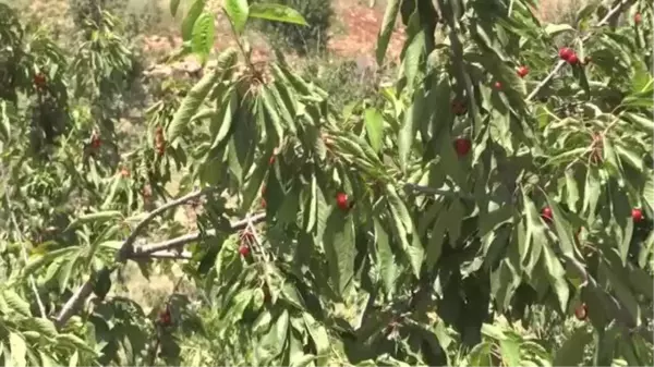 Mardin Yeşilli'de 