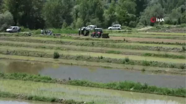 'Tosya pirinci' damlama sulama yöntemi ile yetişecek