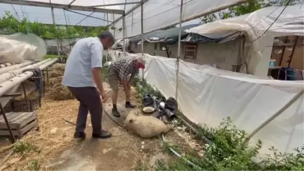 Sahipsiz köpeklerin saldırdığı öne sürülen 5 kuzudan biri telef oldu