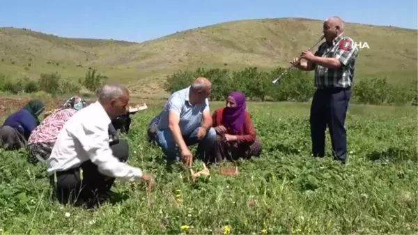 Çilek hasadı davul klarnet eşliğinde başladı