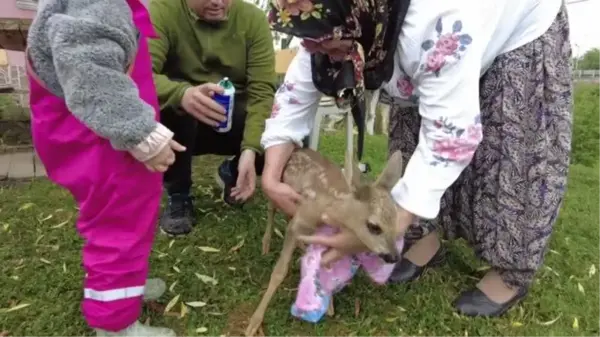 Yaralı karacayı biberonla besleyip tarım ve orman müdürlüğü ekiplerine teslim ettiler