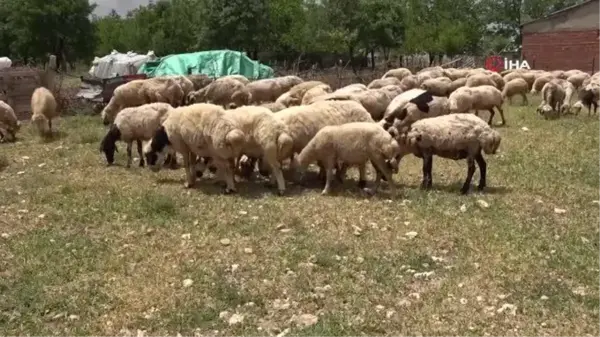 Elazığ'da koyun kırkma mesaisi başladı: Eskiden servet değerinde olan yünler, şimdilerde yakılıyor