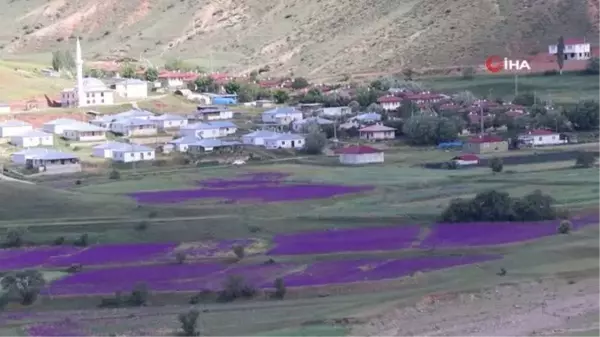 Yağışlar sonrası mor çiçeklerle bezenen tarlalar görenleri hayran bıraktı