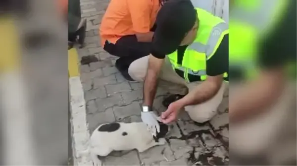 Midyat'ta zehirlendiği ileri sürülen yavru köpekler tedavi ediliyor