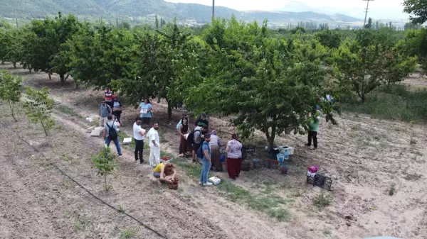 İstanbul'dan ekoturizm için geldikleri Bilecik'te dalından kiraz topladılar