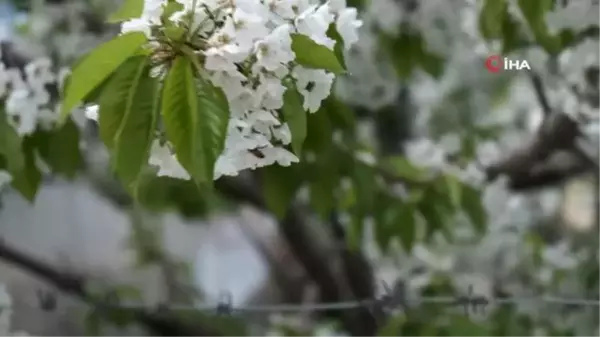 Uzmanlardan, havaların ısınmasıyla birlikte artan polen alerjisine karşı uyarı