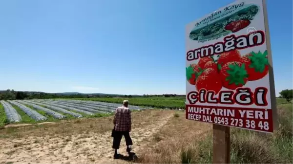 KIRKLARELİ - Dalından topluyor, parasını kulübeye bırakıyorlar (2)