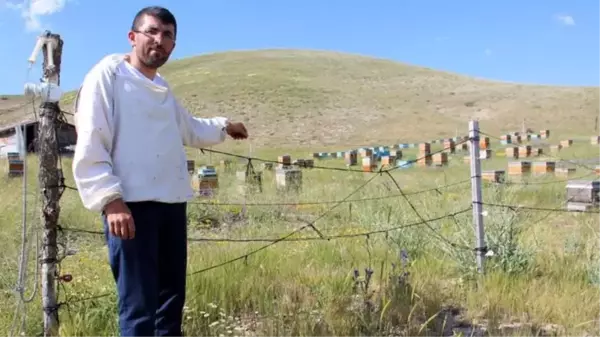 Sivaslı arıcı, zekası ile ayıları yendi! Bu alana giren ayılar arkasına bakmadan kaçıyor