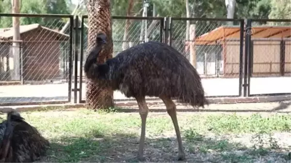 İzmir'den Tarsus Doğa Parkı'na Bengal kaplanı, 4 piton ve 2 deve kuşu getirildi