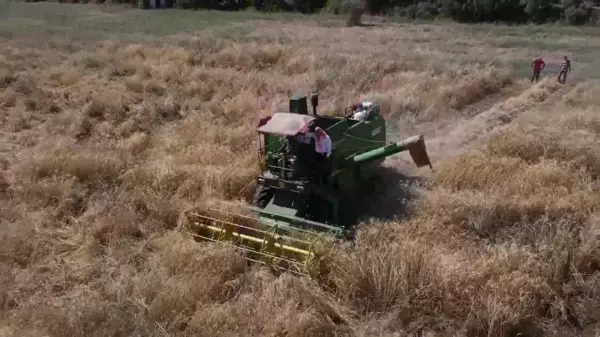 Karakılçık Buğdayı, Kemalpaşa'da Hayat Buluyor