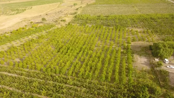 Ahlat'ta 29 çiftçi için yüzde 50 hibe destekli elma bahçesi kuruldu