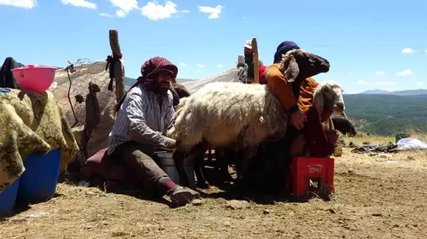 Muş'taki yaylalarda konaklayan göçerlerin süt mesaisi