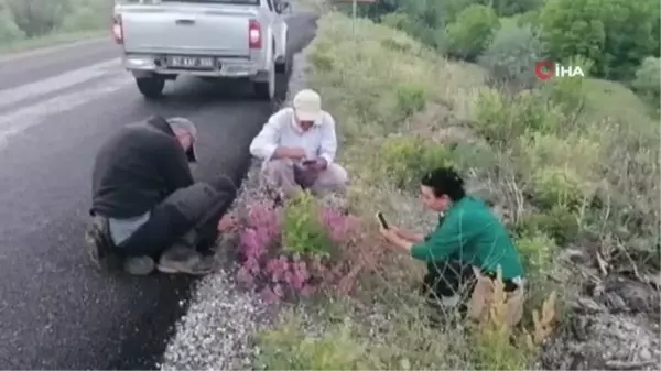 Tunceli'de bitki envanteri çıkarılıyor