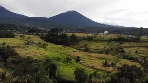 (DRONE) BALİ - Endonezya'da pirinç hasadı