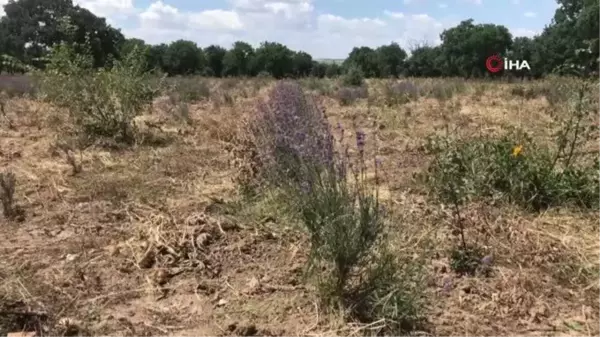 Uzunköprü'de ilk lavanta hasadı yapıldı