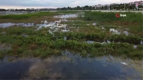 Beyşehir Gölü'ne kuş türleri akın etmeye başladı