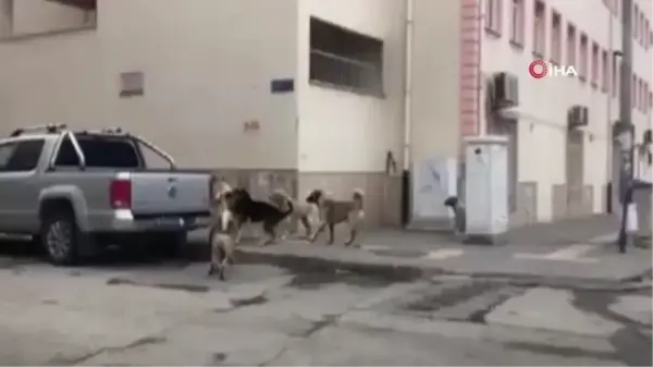 Son dakika haberleri! Köpeklerin saldırdığı yaşlı adam yaşam savaşını kaybetti