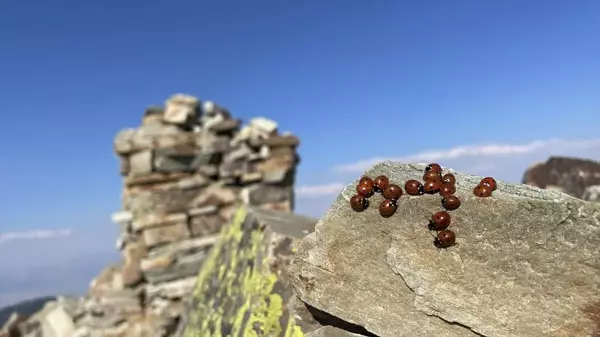 Koloniler halinde yaşıyorlar! Maceracılar bulutların üstündeki tepeye sırf onlar için tırmanıyor