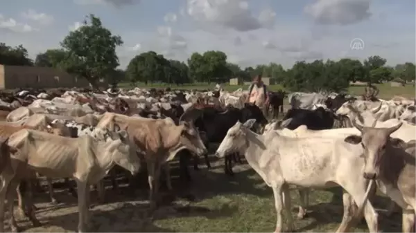 OUAGADOUGOU - Burkina Faso'da 200 bin kişiye kurban eti ulaştırılacak