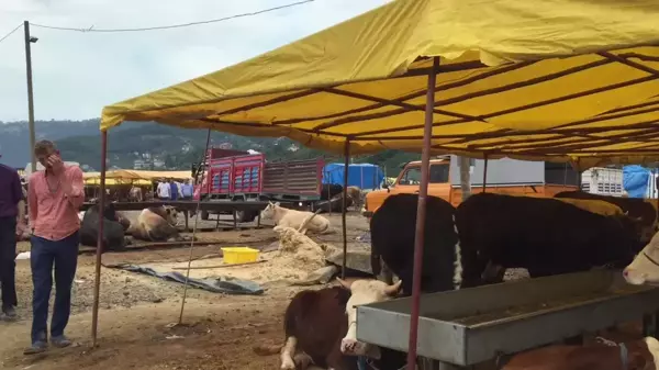 Trabzon'a Kurbanlık Satmak İçin Gelen Elazığlı Besici: 