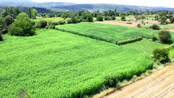 Asırlık kenevir merkezinde 175 dekarda üretim