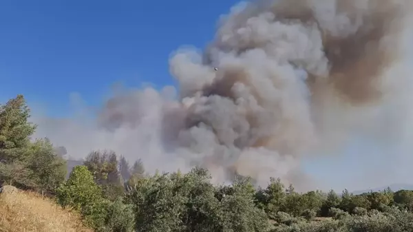 Nazilli'de çıkan orman yangınına müdahale ediliyor (2)