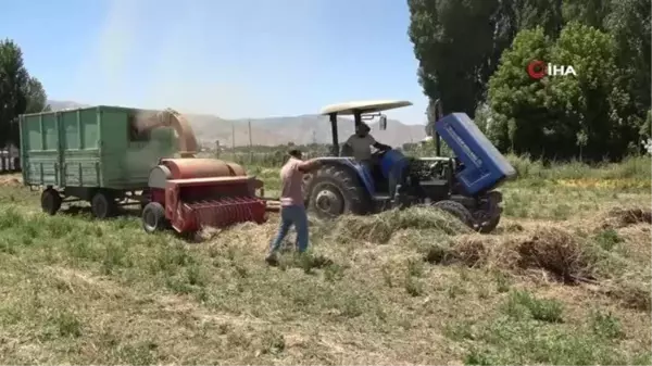 Çiftçilerin Muş Ovası'nda sıcak havada zorlu patos mesaisi