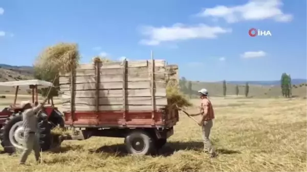 Hayvanların kışlık yem hazırlıkları hızlandı