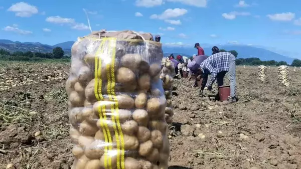 Patates hasadı başladı! Tarladaki satış fiyatını duyanlar 