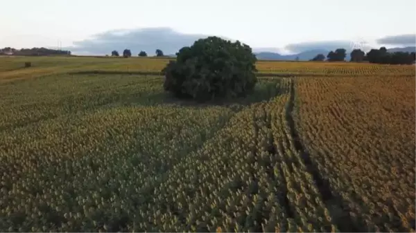 (DRON) Ağustosta hasadı yapılacak ayçiçekleri açtı