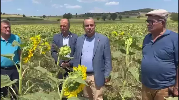 Bursa haberi: CHP'li Aygun, Bursa'da Çayır Tırtılı İstilasına Uğrayan Ayçiçeği Tarlasında: 