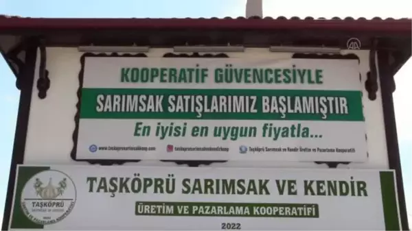 KASTAMONU - Taşköprü sarımsağında fiyat dalgalanmaları kooperatifle önlenecek