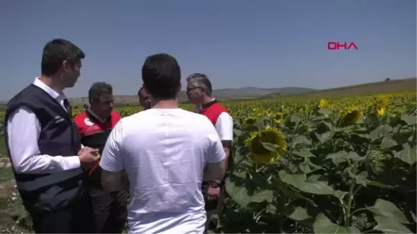  BALIKESİR'DE ÇAYIR TIRTILLARINA KARŞI ZİHA'LAR İLE MÜCADELE EDİLİYOR