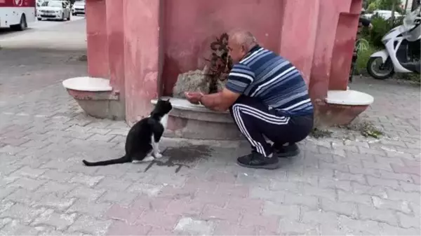 Bolu'da bir vatandaş sıcaktan bunalan kediye elleriyle su içirdi