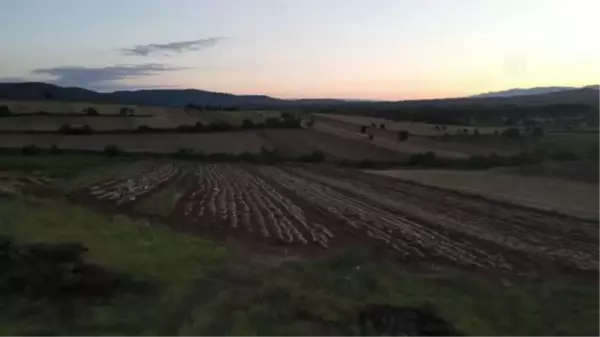 KASTAMONU - Sarımsak üreticileri gece hırsızlara karşı nöbet tutuyor